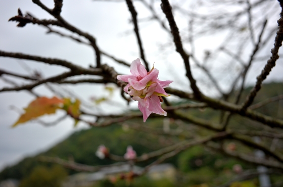 桜さく