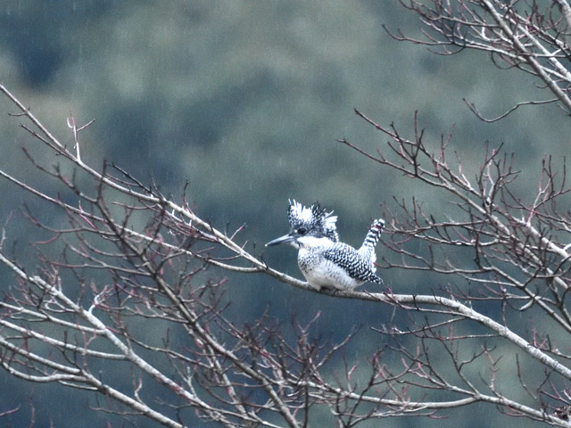 DSC_0081.jpg