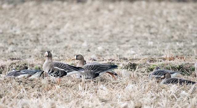 DSC_0097.jpg