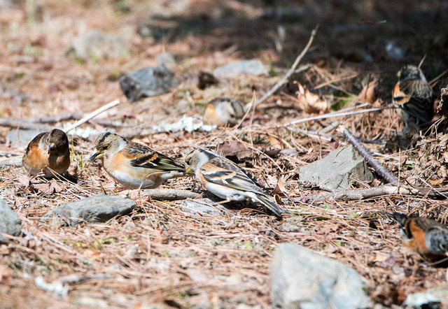 DSC_0342.jpg