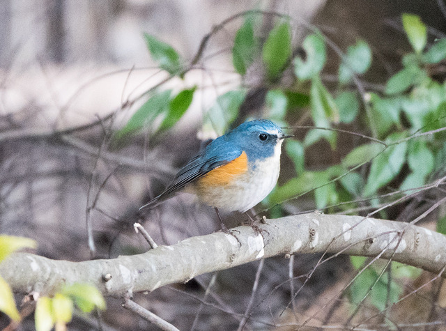 DSC_0397.jpg