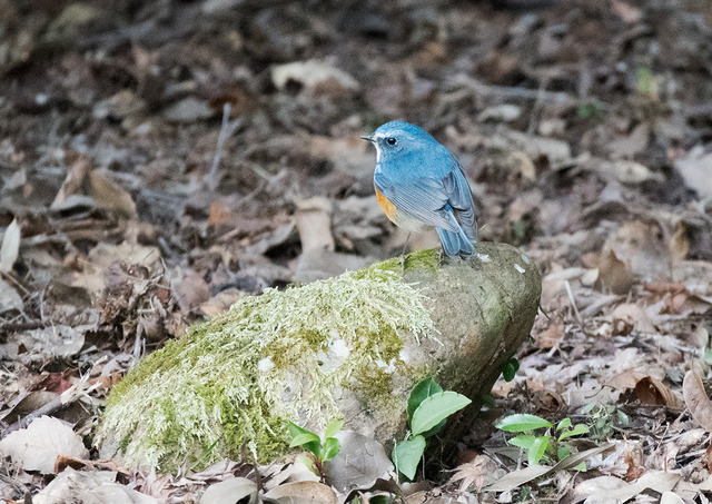 DSC_0413.jpg