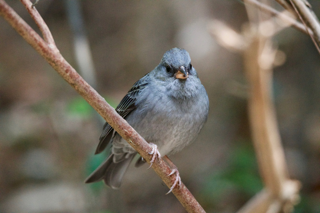 DSC_0469.jpg