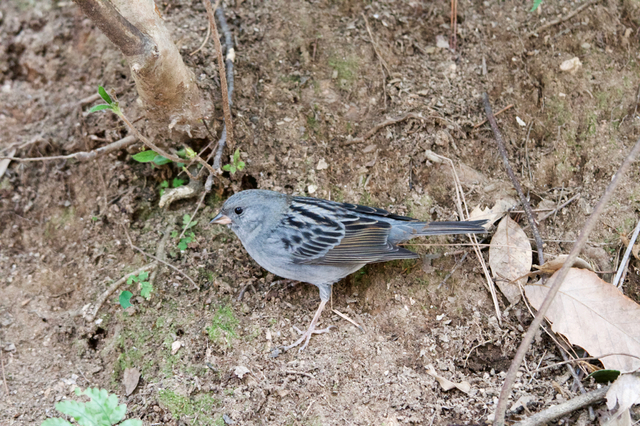 DSC_0491.jpg