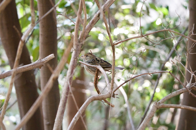 DSC_0512.jpg