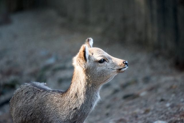 DSC_3897.jpg