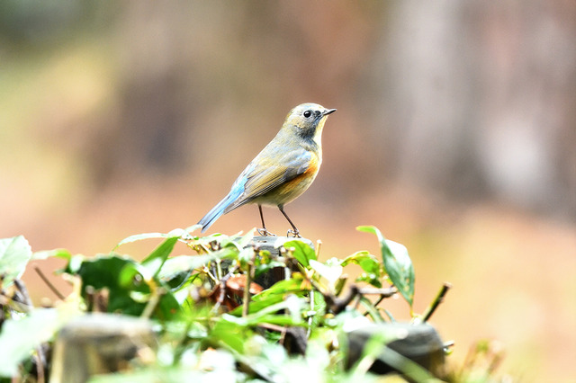 DSC_9553.jpg