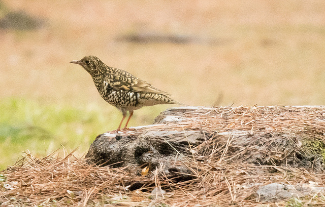 DSC_9615.jpg