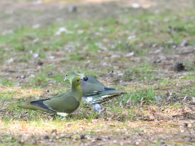 DSC_9919.jpg