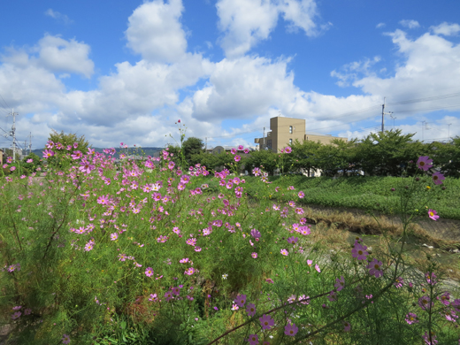 山科川