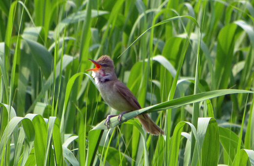 オオヨシキリ