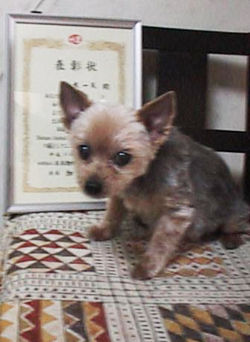 ������ƕ\����